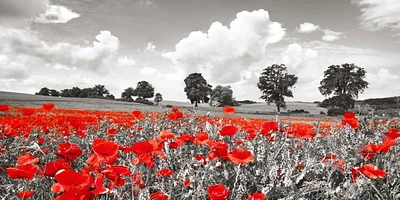 Frank Krahmer - Poppies and vicias meadow, Mecklenburg Lake District, Germany
