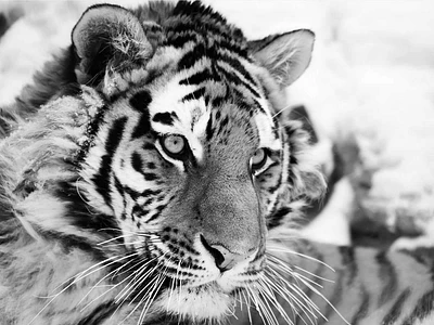 Ivan Cholov - Tiger