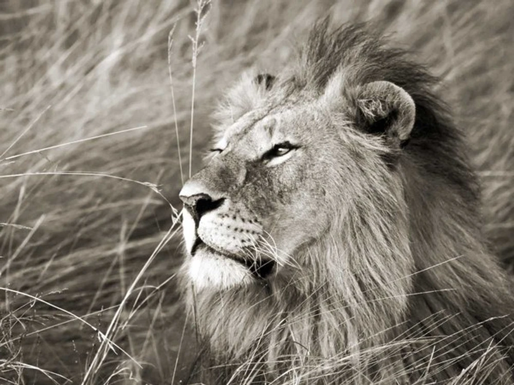 Frank Krahmer - African Lion, Masai Mara, Kenya
