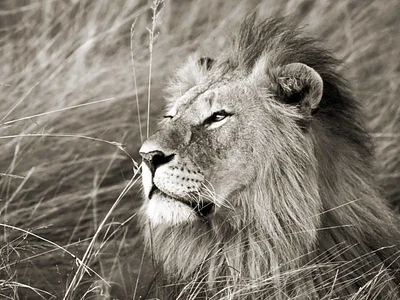 Frank Krahmer - African Lion, Masai Mara, Kenya