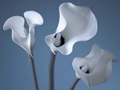 Assaf Frank - Three Calla Lilies