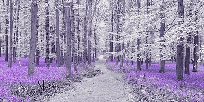 Assaf Frank - Path through bluebell forest, FTBR 1848