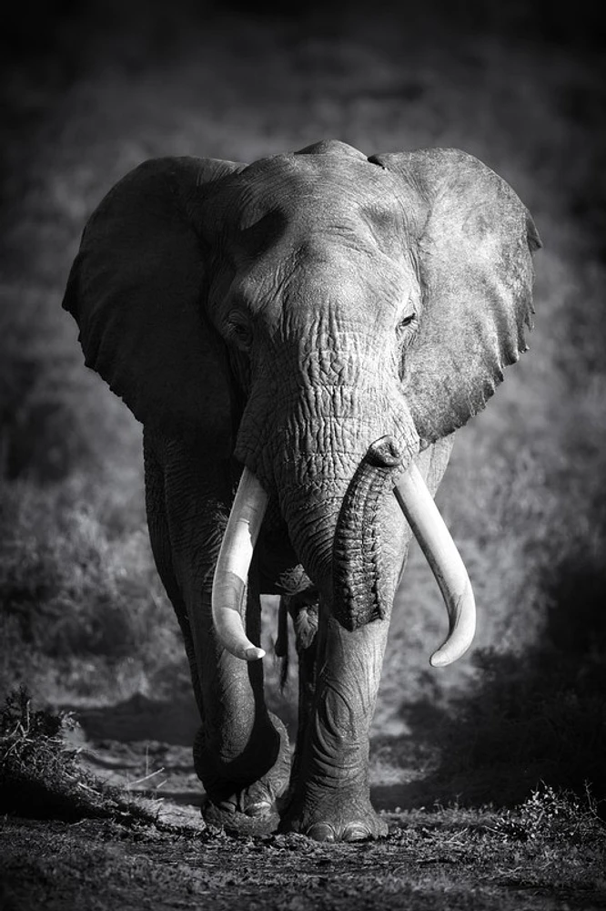 Johanna Siri - Elephant Bull