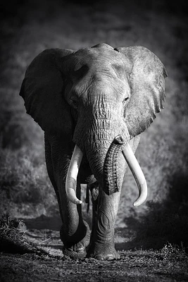 Johanna Siri - Elephant Bull