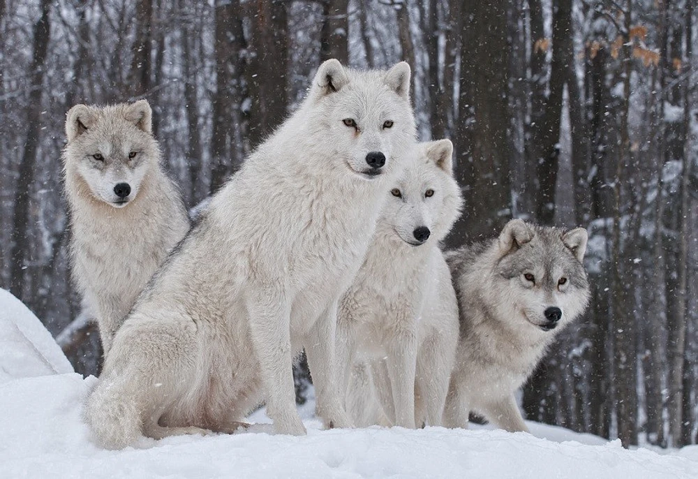 Carina Siegbert - Artic Wolf Pack