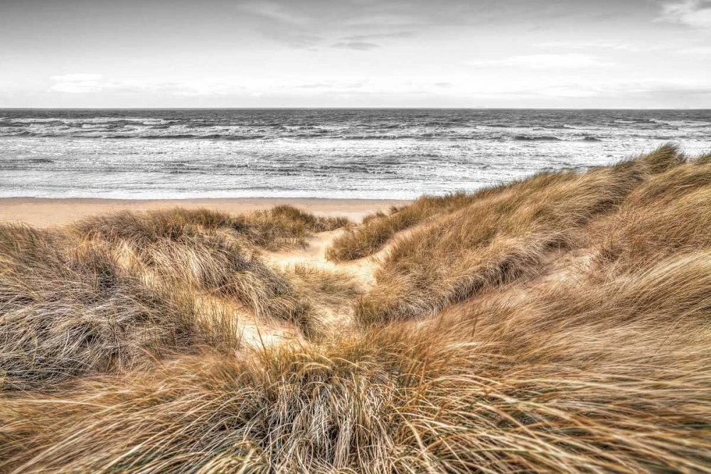 Assaf Frank - Beach Dunes