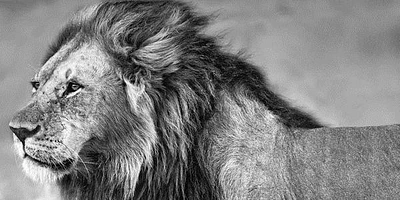 Xavier Ortega - Lion Eyes