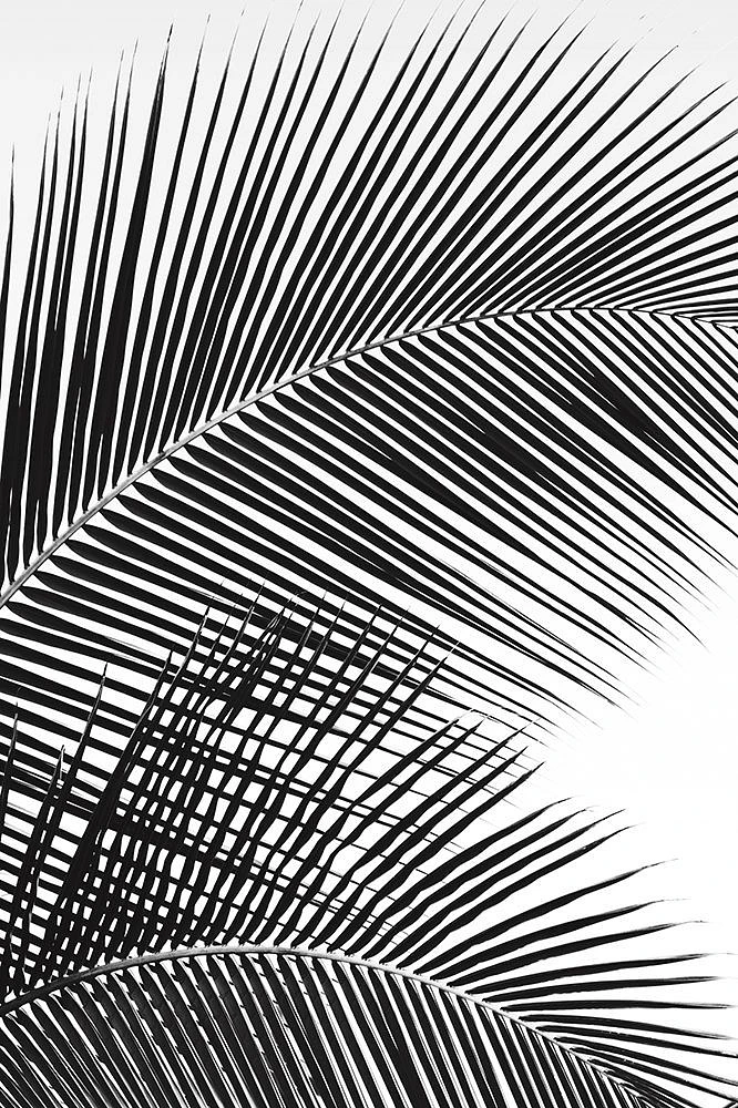Dennis Frates - Tropical Fan