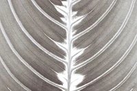 Assaf Frank - Natures Beauty