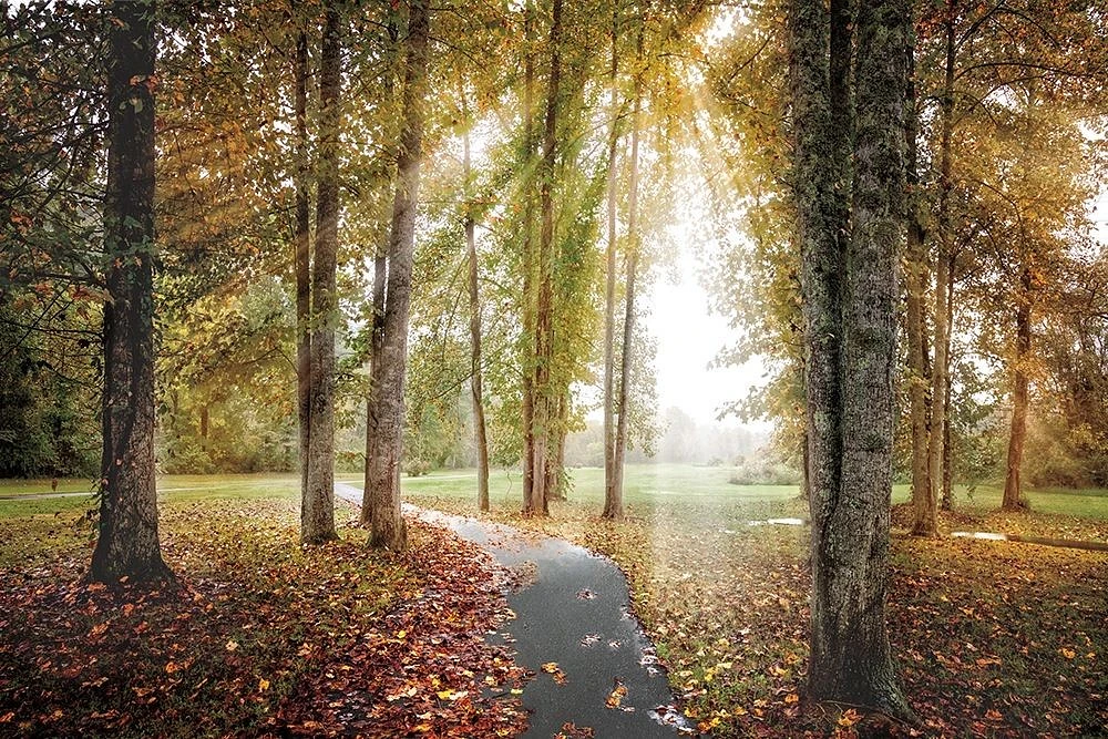 Celebrate Life Gallery - Following the Light