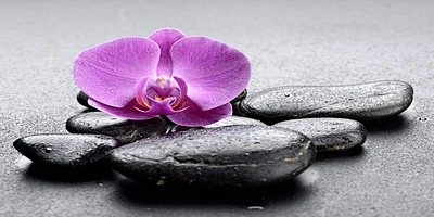 Omar Olavie - Pink Orchid on Black Stones