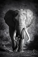 Johanna Siri - Elephant Bull