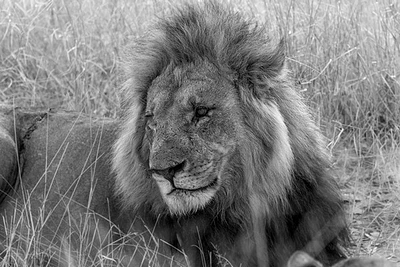 Felicia Roy - Lion Observing Activity