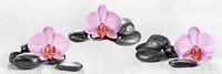 Omar Olavie - Pink Orchids and Zen Stone