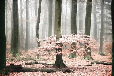 Lars Van De Goor - Tutu