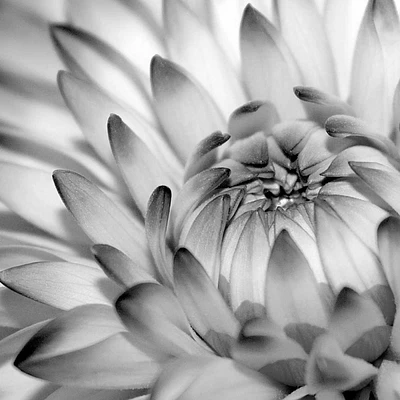 PhotoINC Studio - Fibonacci 2