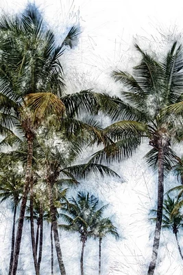 Golie Miamee - Dorado Palms 2