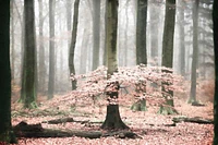 Lars Van de Goor