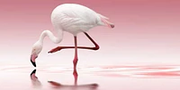 Reindl - Flamingo