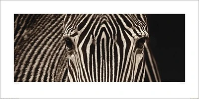 Marina Cano - Zebra Grevy 