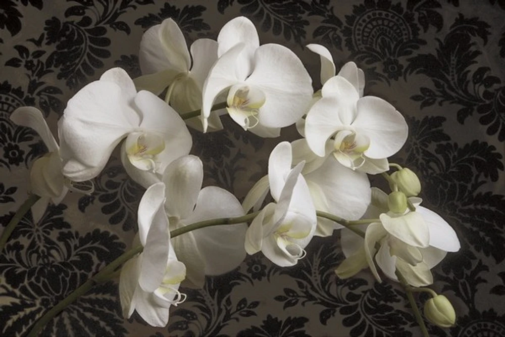 Donna Geissler - Bountiful Orchids
