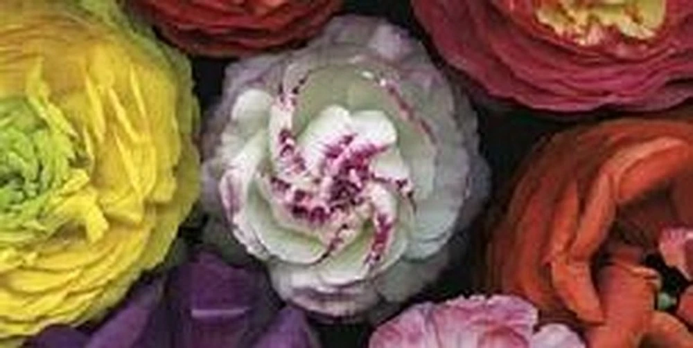 Assorted Ranuncula-Pip Bloomfield