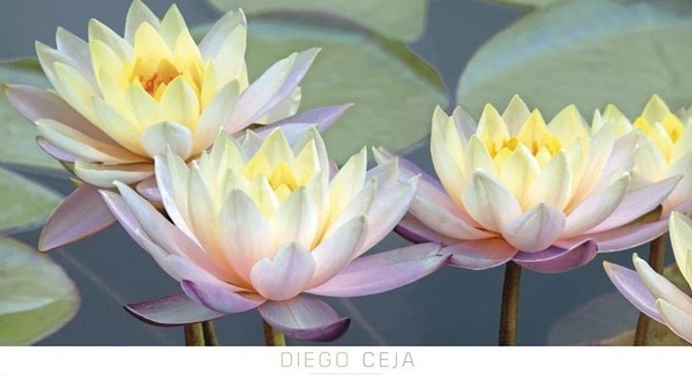 Diego Ceja - Lotus Panorama - Ovsz