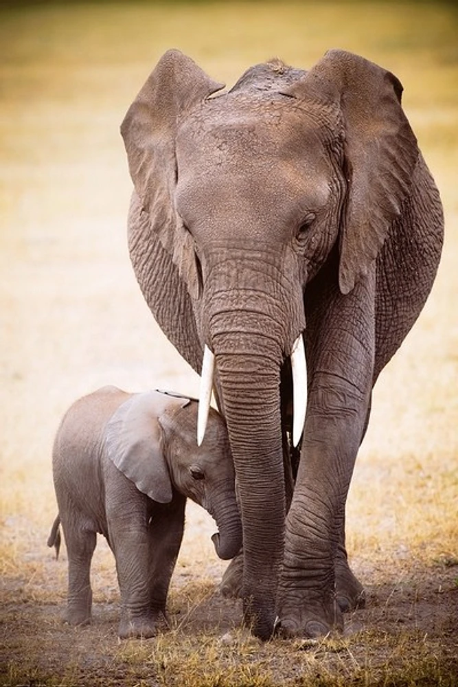 Elephant with her baby