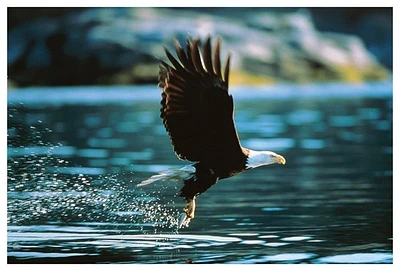 Eagle  