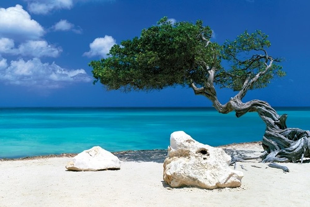 Divi Divi Tree
