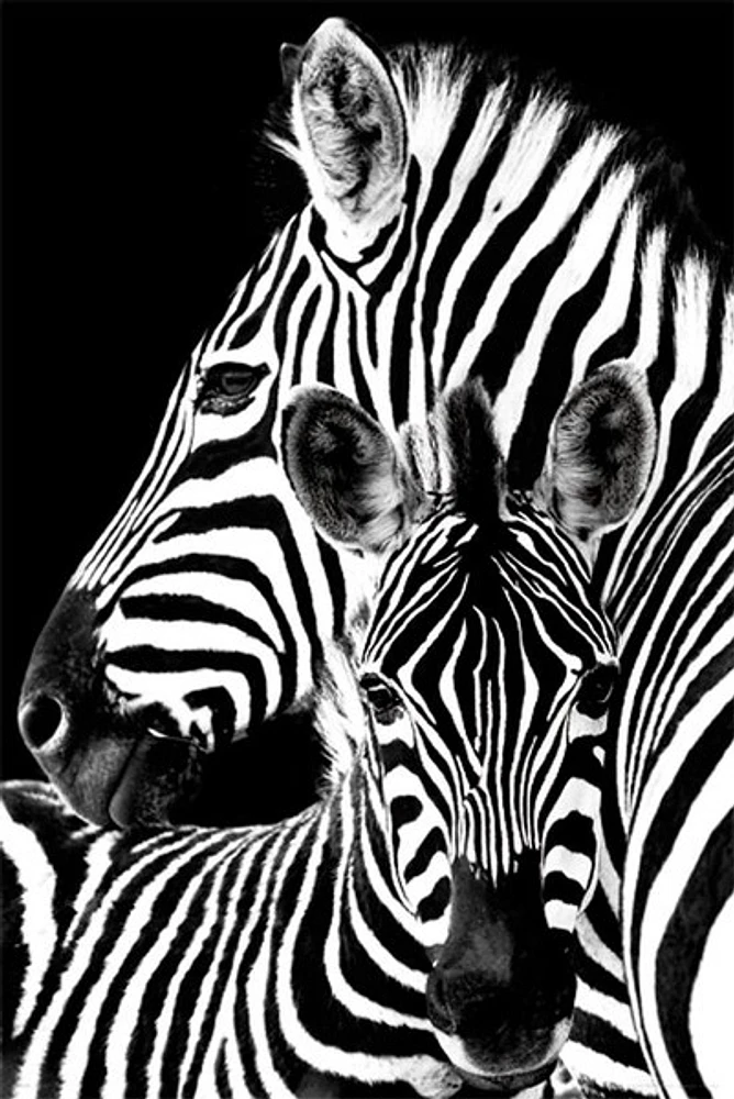Zebra Love