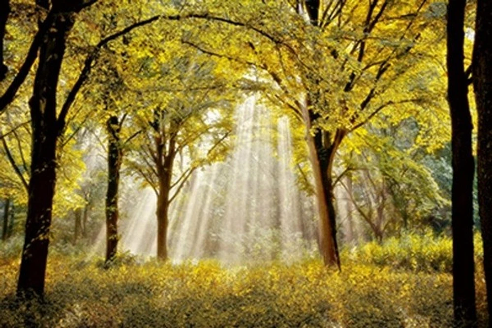 Lars Van De Goor - Dressed To Shine