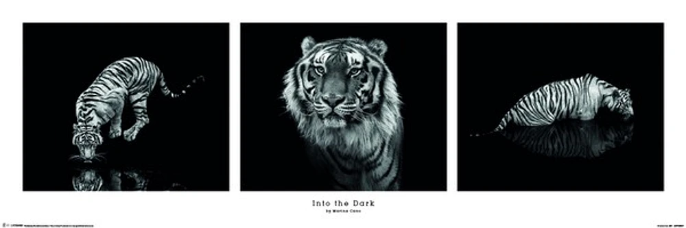 Tiger - In The Dark