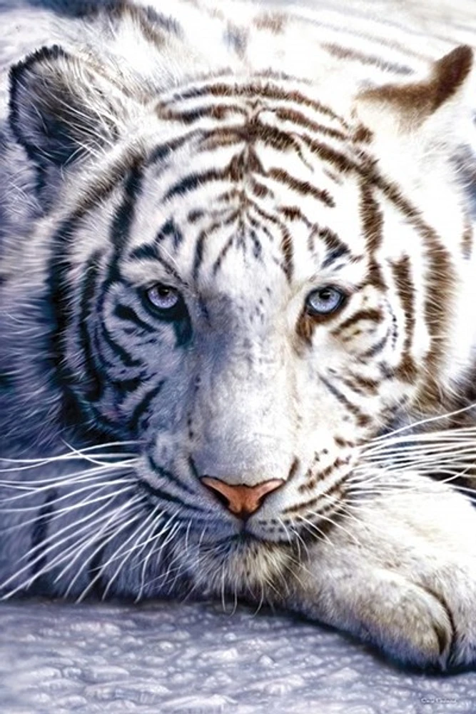 Tiger - White