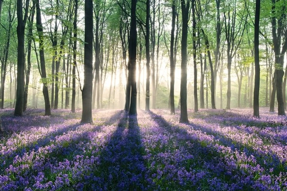 Enchanted Forest