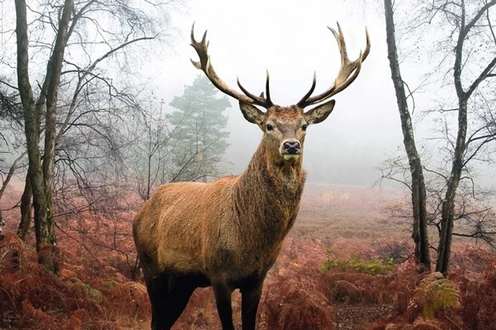 Deer - Hirsch Im Wald