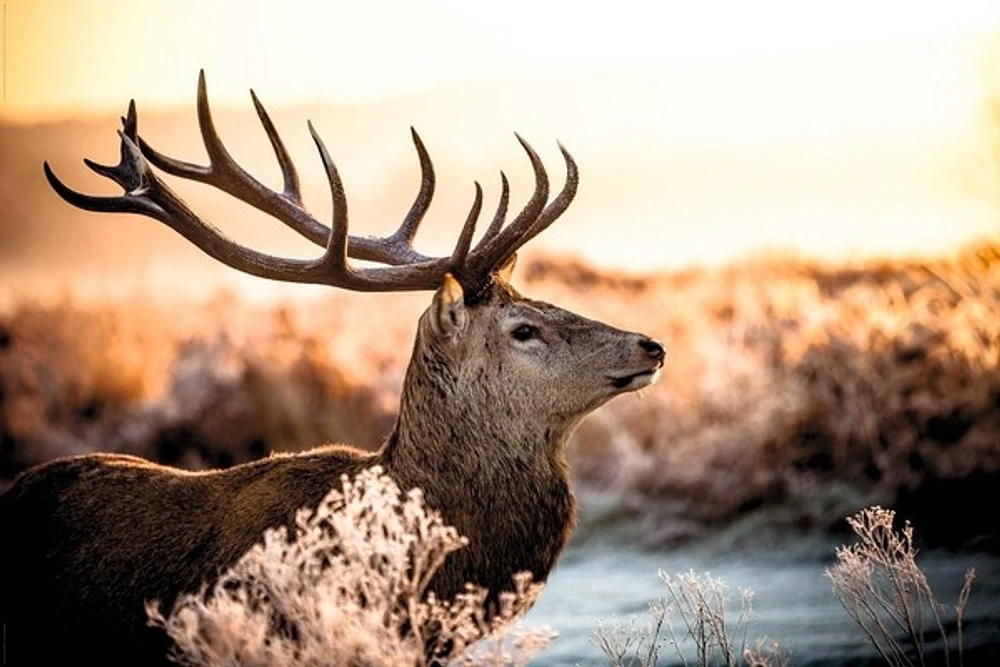 Caribou