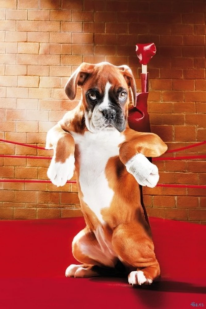Dog - Knock Out