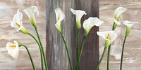 Jenny Thomlinson - Country Callas
