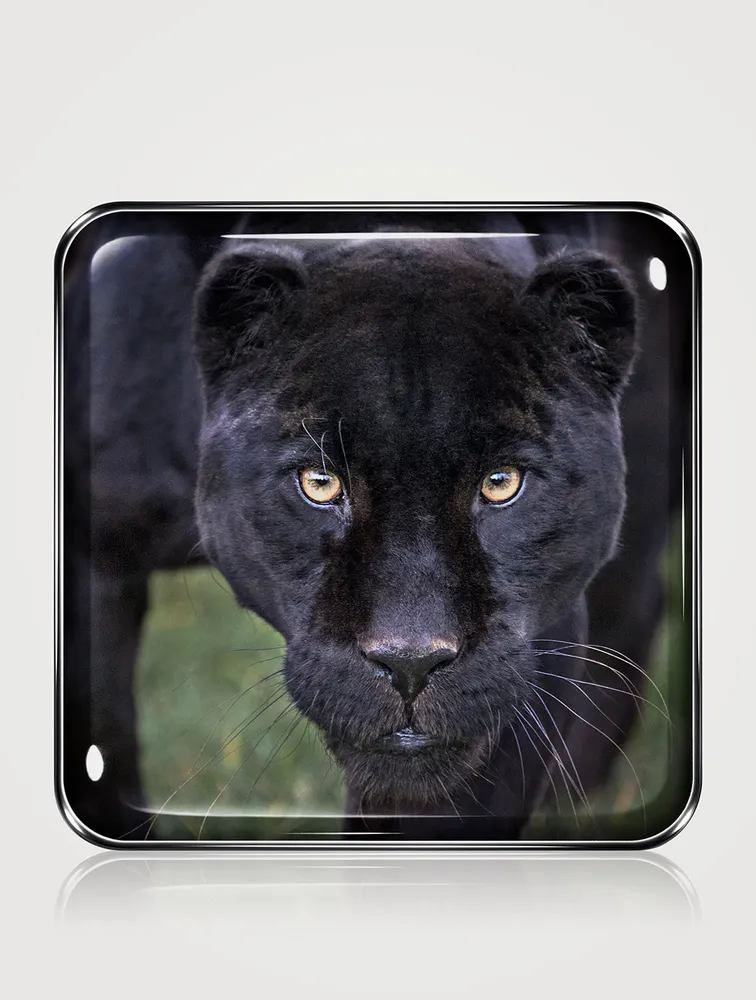 Black Jaguar Eye Quartet