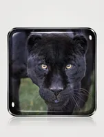 Black Jaguar Eye Quartet