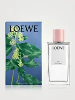 Ivy Home Fragrance