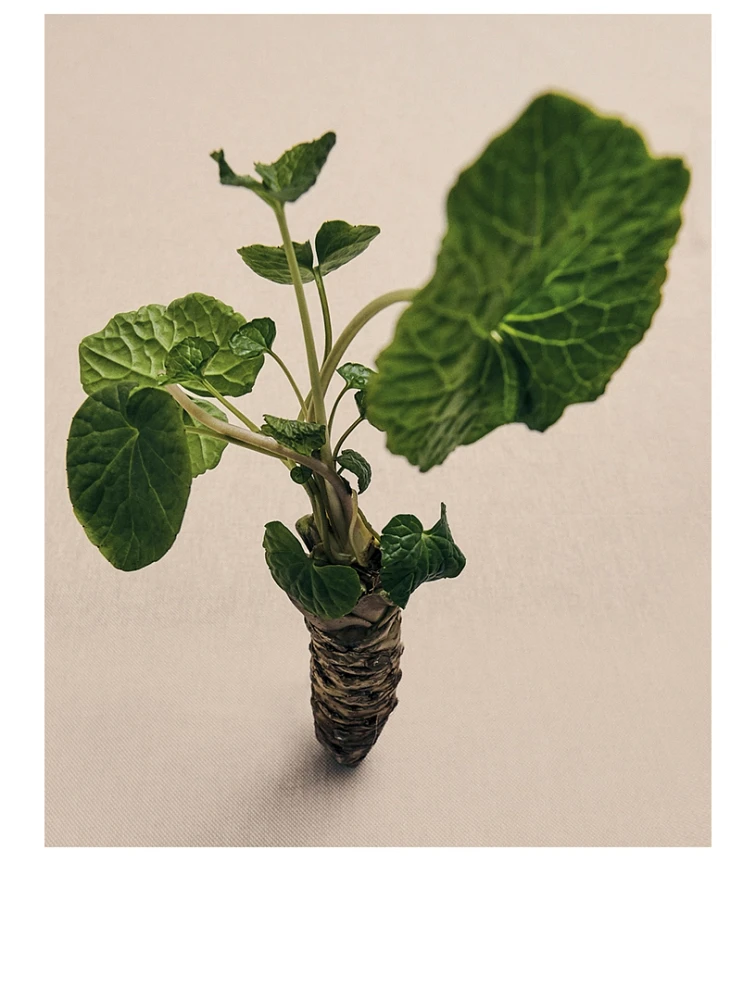 Wasabi Home Fragrance