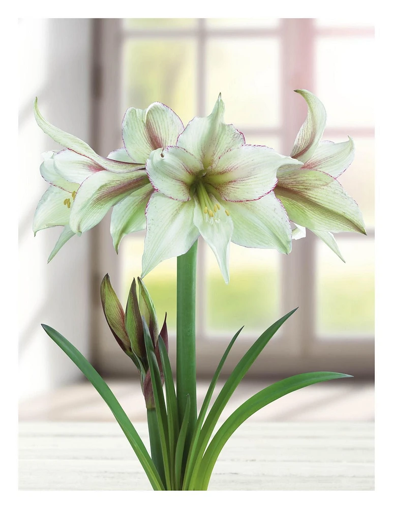 TASC BULBS AMARYLLIS GREEN MAGIC- 1 BULB