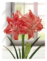 TASC BULBS AMARYLLIS LADY JANE- 1 BULB