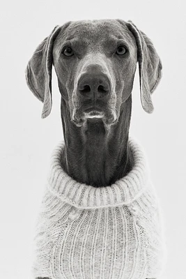 Chandail pour chien en maille torsadée
