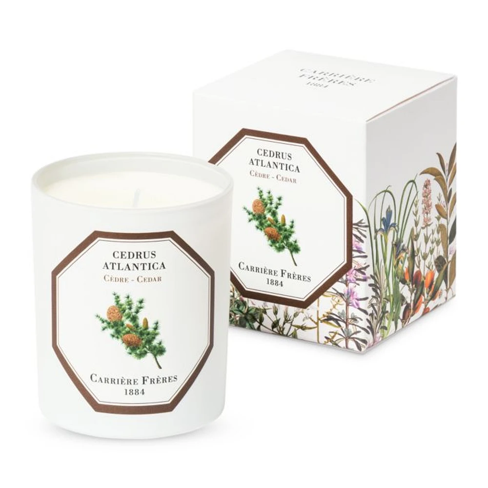 Cedar Scented Candle, 6.5 oz.