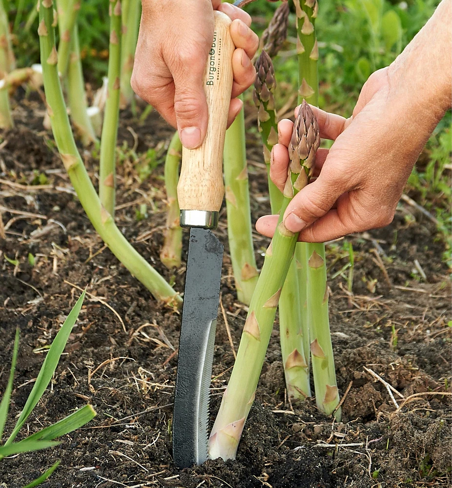 Couteau à asperges