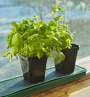 5" Pots