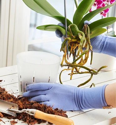 Pots transparents pour orchidées